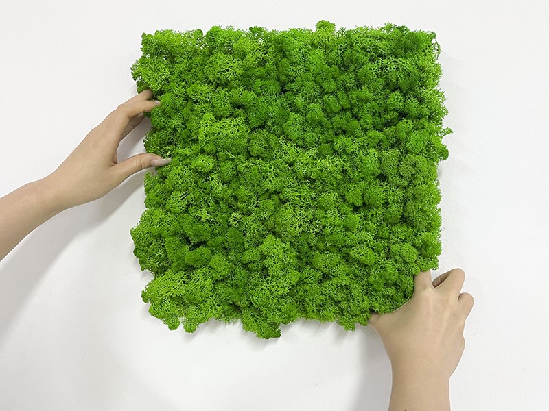 Preserved Moss Bulk Preserved Moss Bulk